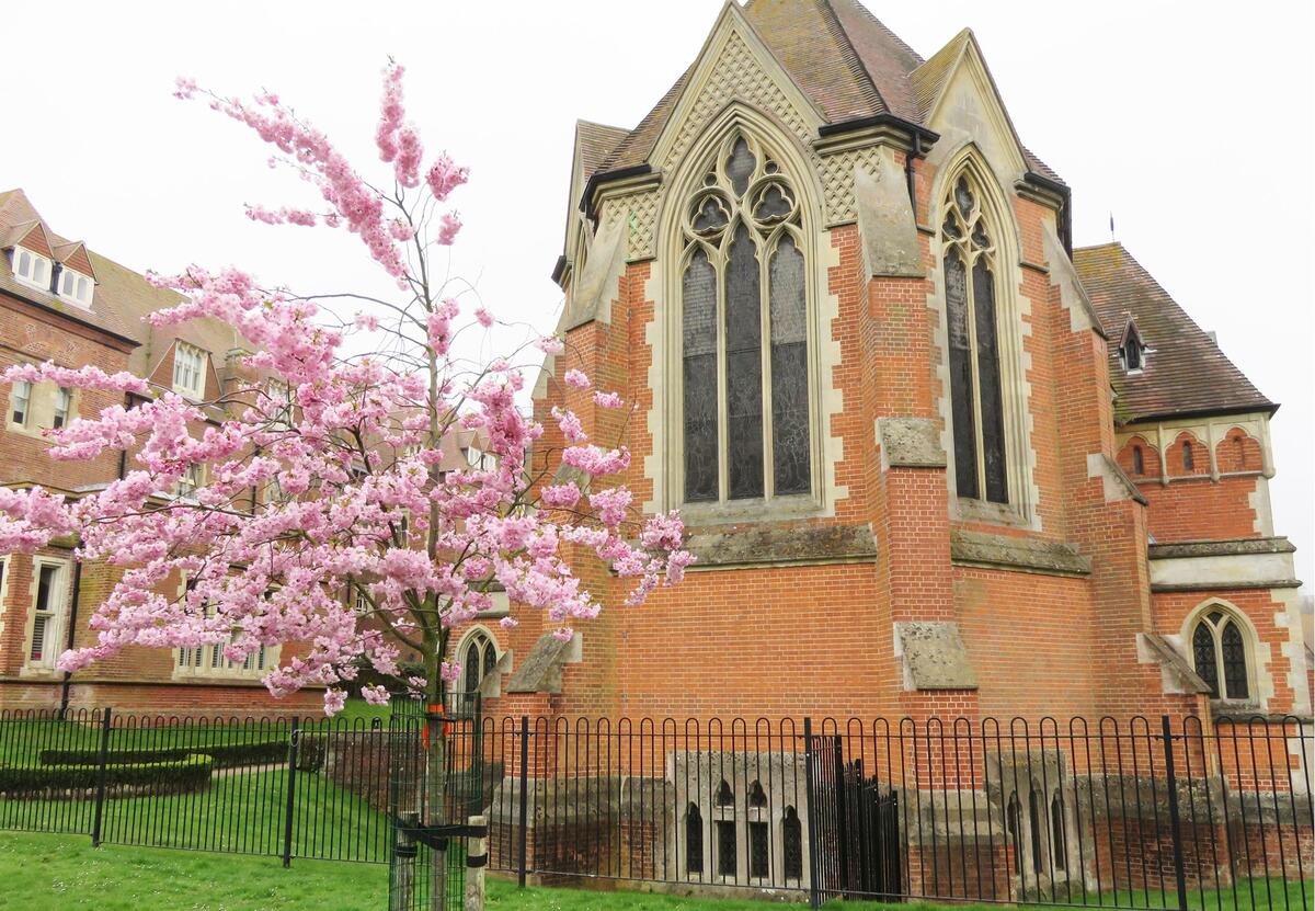 All Saints Park - blossom tree with the chapel in the background