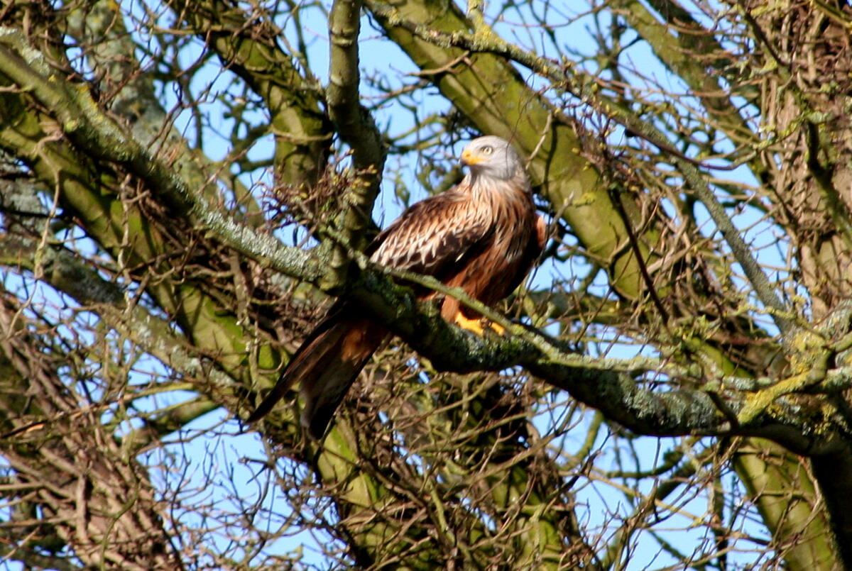 Another Vernham Red Kite - photo by Richard Winch