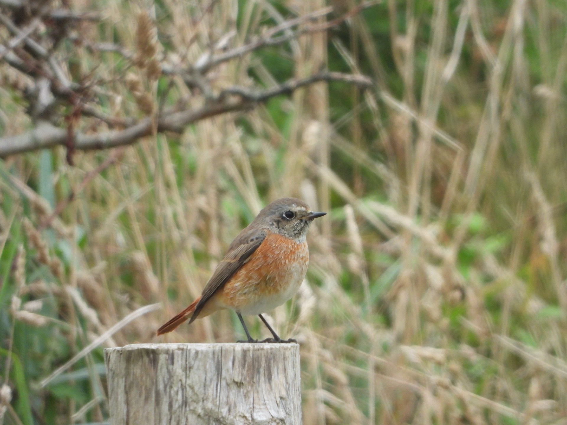 Female redstart typically sitting on a fence post