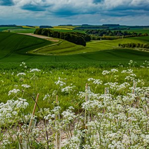 Cow Parsley View - James Whatley