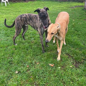 Greyhound Trust Shropshire & Borders Ringo Greyhound Trust Shropshire & Borders Ringo