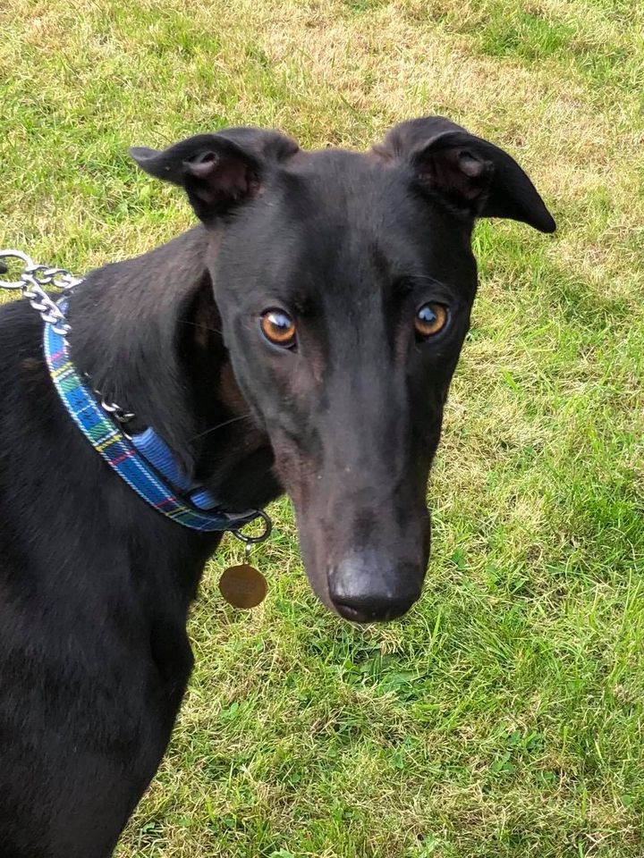Greyhound Trust Shropshire & Borders Bob Greyhound Trust Shropshire & Borders Bob