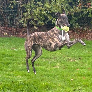 Greyhound Trust Shropshire & Borders Ringo Greyhound Trust Shropshire & Borders Ringo