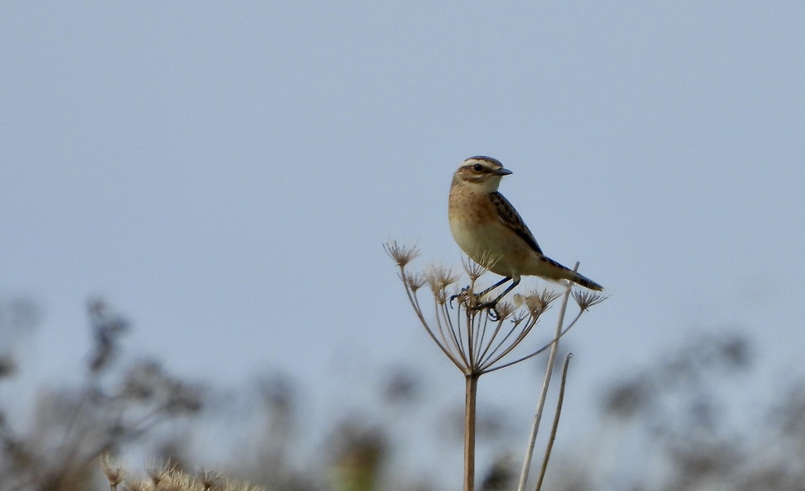 Whinchat