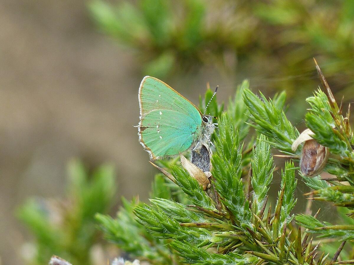 Abdon and Heath Parish Wildlife Group Abdon and Heath Parish Wildlife Group