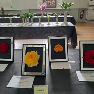 roses early summer show 2022