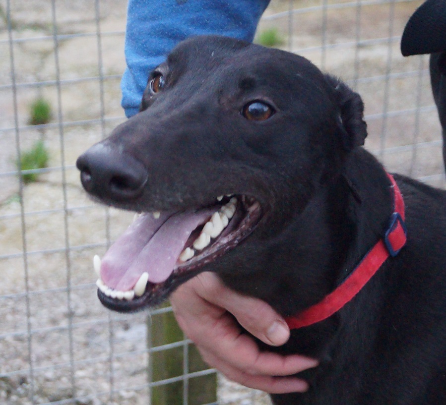 Greyhound Trust Shropshire & Borders Boomer Greyhound Trust Shropshire & Borders Boomer