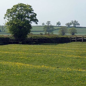 May 18th  RIDGE AND FURROW  is still prominent in many of the fields around the village and it seems that buttercups prefer the drier ridges.