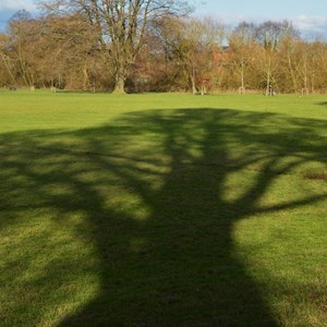 09. Shadow of a tree