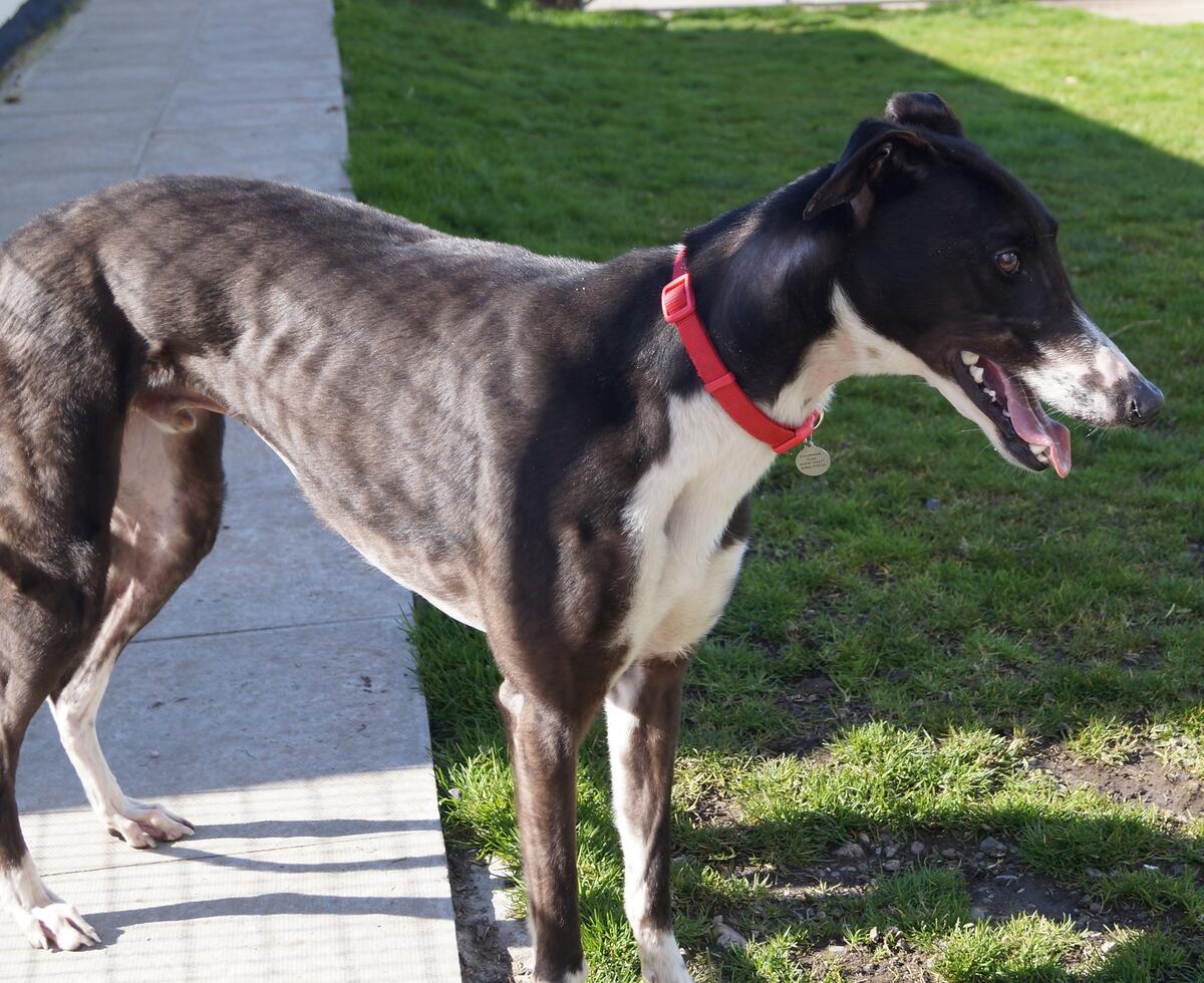 Greyhound Trust Shropshire & Borders Apollo Greyhound Trust Shropshire & Borders Apollo