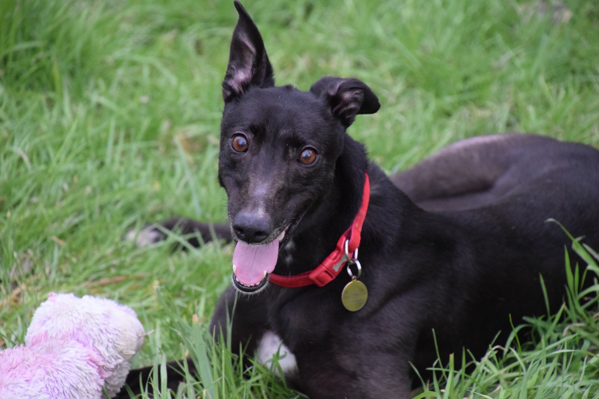 Greyhound Trust Shropshire & Borders Ruby Greyhound Trust Shropshire & Borders Ruby