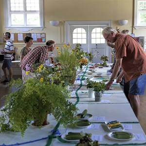 Mickleham and Westhumble Horticultural Society July 2019 show pictures