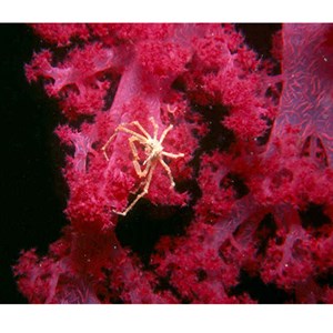 10. Red Sea Corals