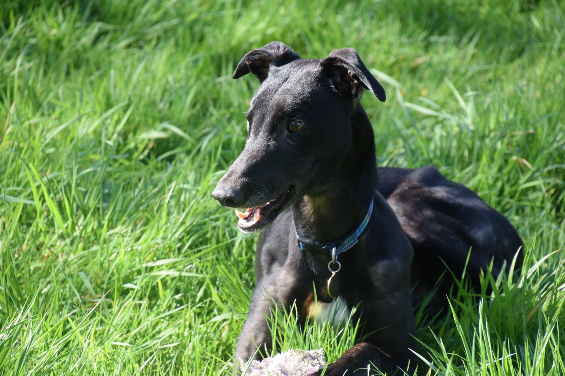 Greyhound Trust Shropshire & Borders Earl Greyhound Trust Shropshire & Borders Earl