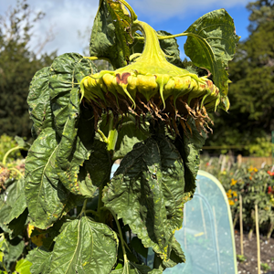 Plot 40 sunflower