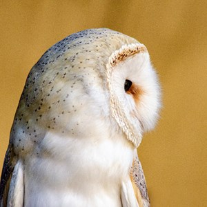 05. Barn Owl