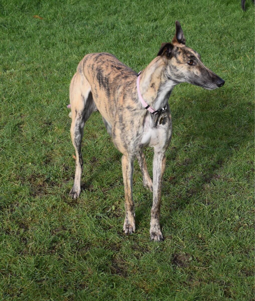 Greyhound Trust Shropshire & Borders Ellie Greyhound Trust Shropshire & Borders Ellie