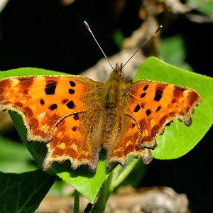 Comma on Ivy - Claire Whatley