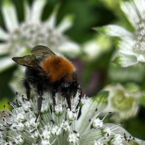 Shipton Village Nature Enthusiasts Evening - 20th March