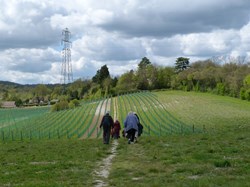 Luddesdown & District Rights of Way Group Walking in Luddesdown