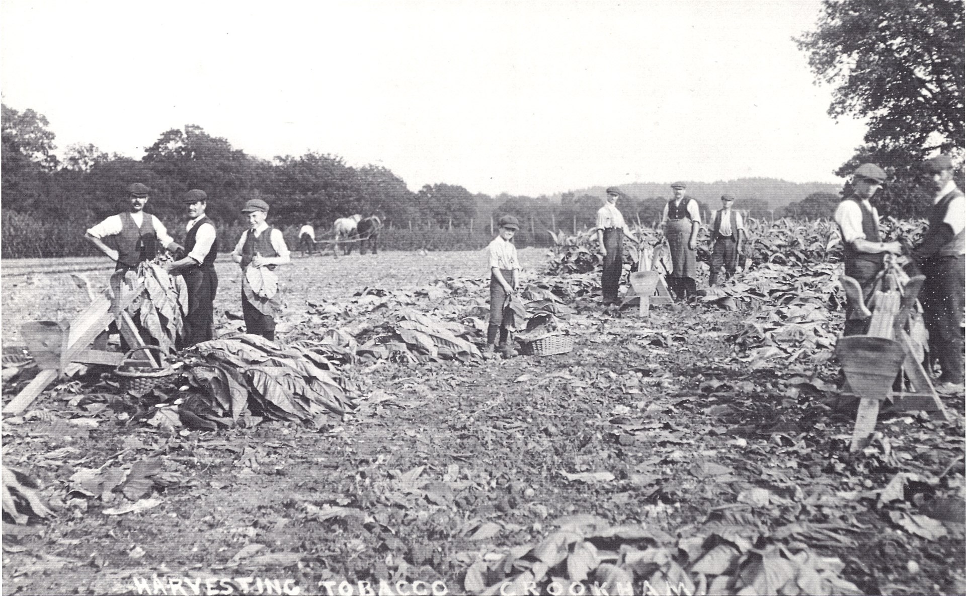 Harvesting tobacco at Redfields