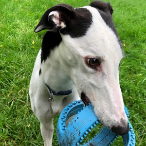 Greyhound Trust Shropshire & Borders Some of the Greyhounds homed in 2021