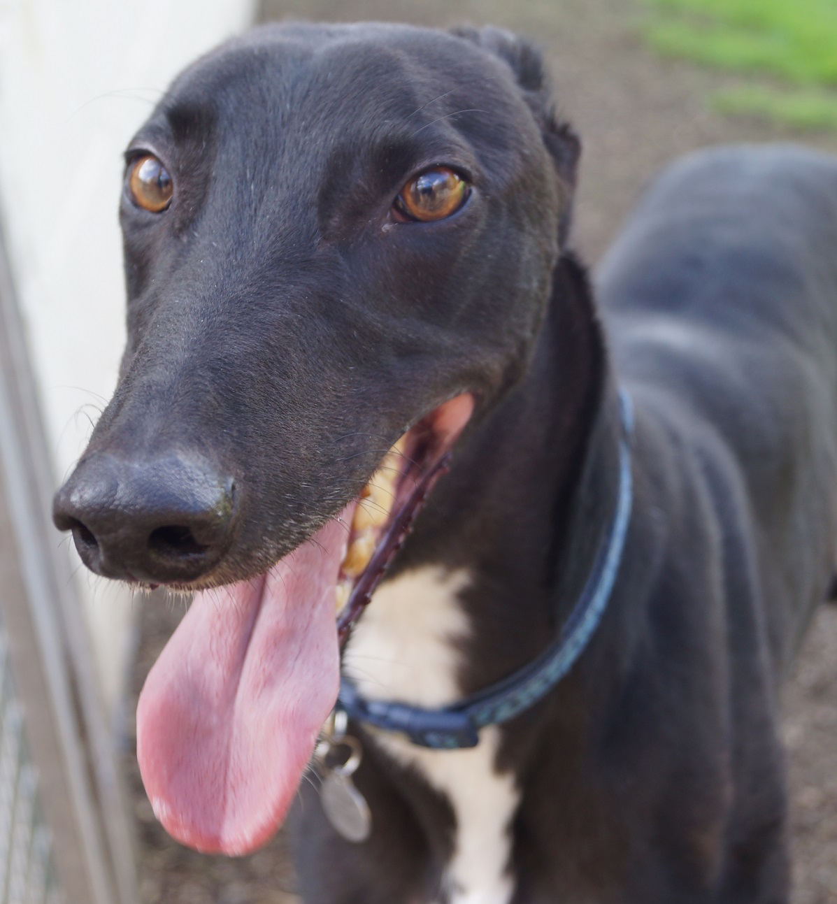 Greyhound Trust Shropshire & Borders Duke Greyhound Trust Shropshire & Borders Duke