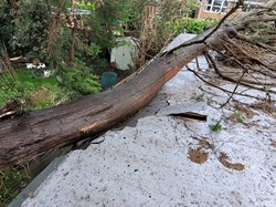 Saturday 30th October 2021 damage to roof  by one of the many large trees in the adjoining property falling on the Clubhouse Roof.
