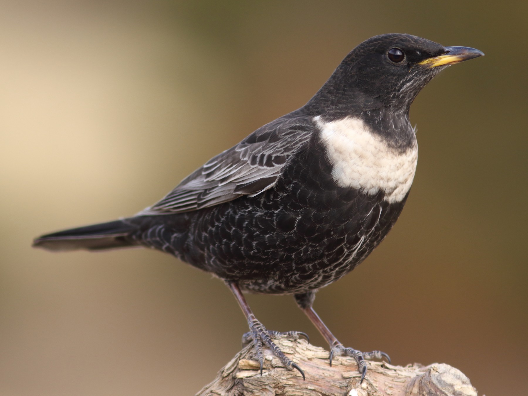 Ring Ouzel – but not my Inkpen Hill bird!!