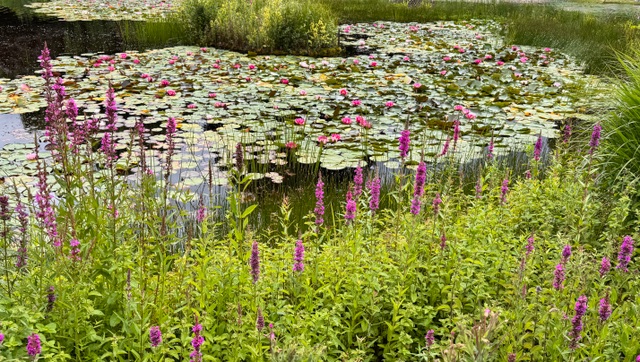 Picture of the Week-Lily Pond at Littlethorpe Manor Picture of the Week-Lily Pond at Littlethorpe Manor