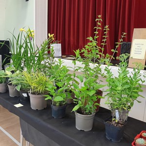 Kingswood Walton & Tadworth Horticultural Society Shows