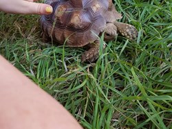 child stroking tortoise at Play Scheme