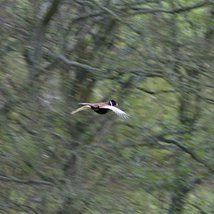 07. Flying Pheasant on Chapel Lawn