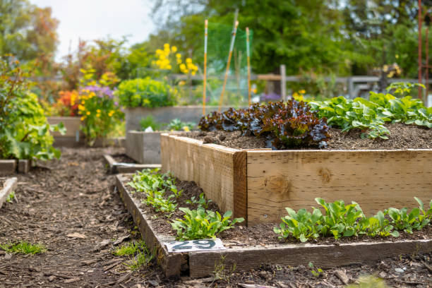 Twywell Parish Council Vacancies on Allotments Twywell Parish Council Vacancies on Allotments