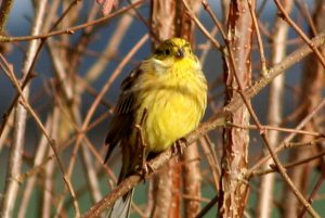 Yellowhammer