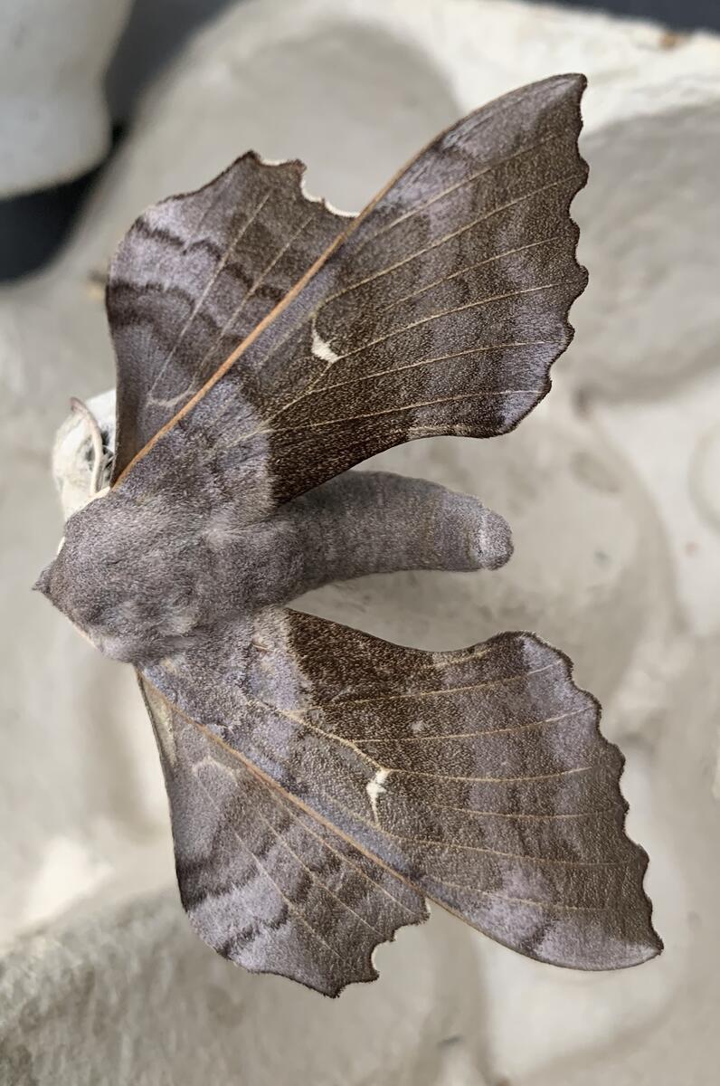 Poplar Hawkmoth