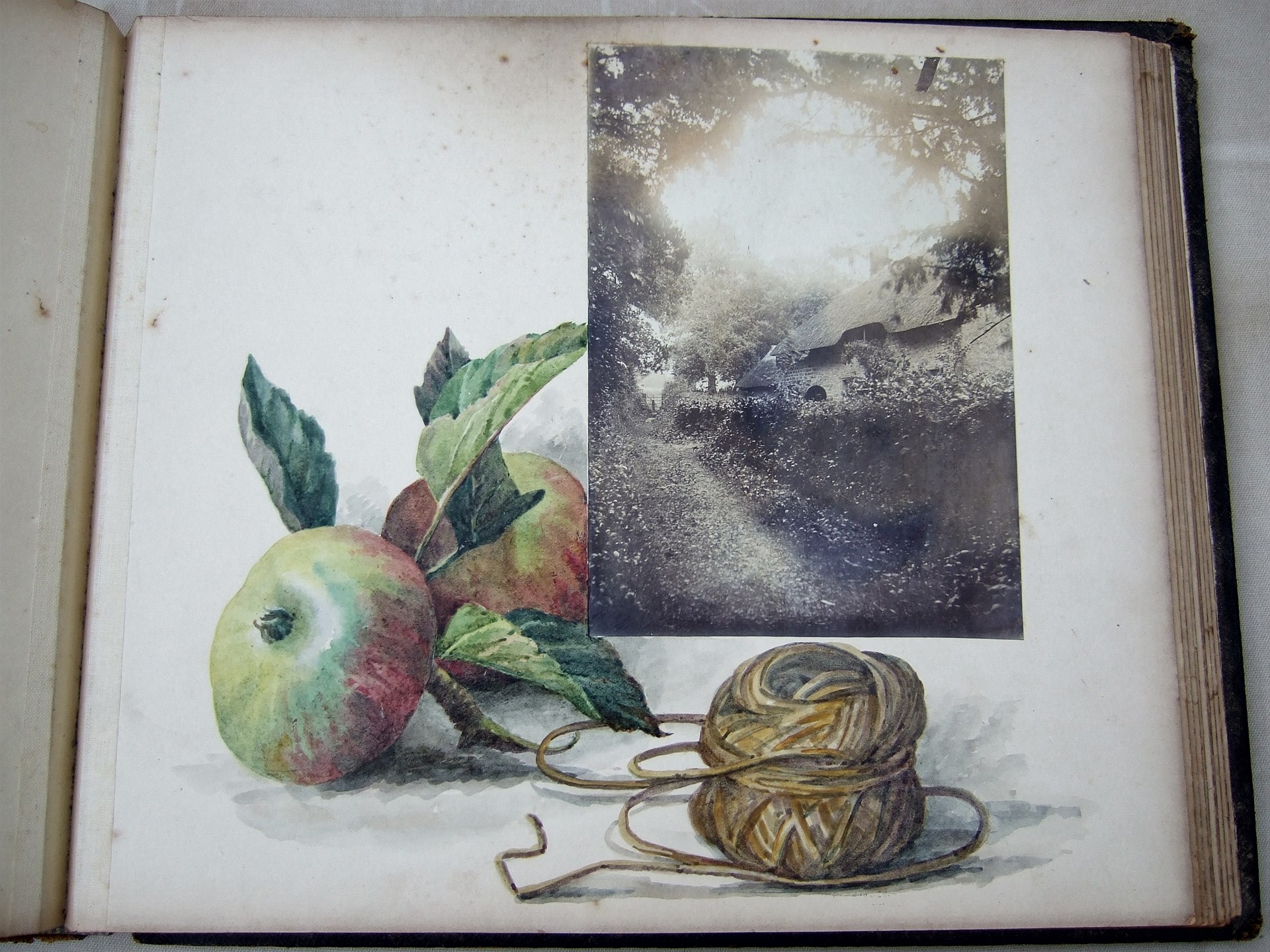 Apples - North Chideock
