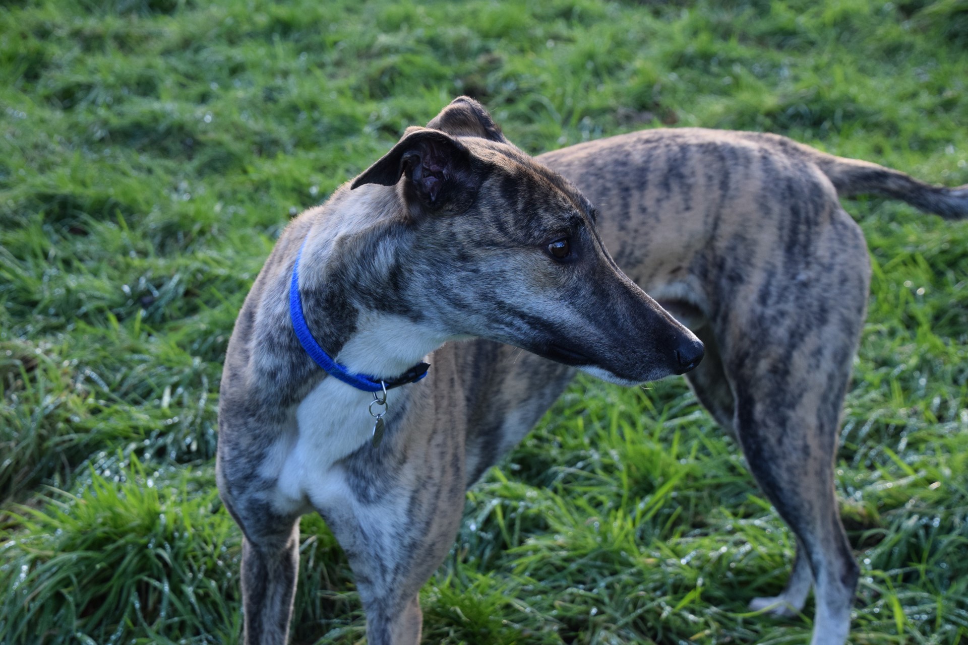Greyhound Trust Shropshire & Borders Woody Greyhound Trust Shropshire & Borders Woody