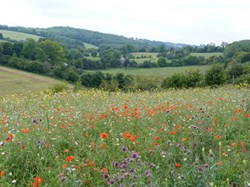 Luddesdown & District Rights of Way Group Walking in Luddesdown