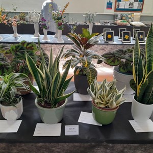 Kingswood Walton & Tadworth Horticultural Society Shows