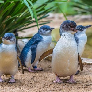 Wareham Shed - Penguins
