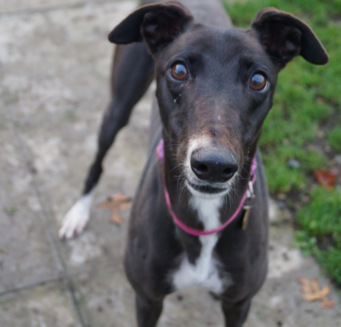 Greyhound Trust Shropshire & Borders Dotty Greyhound Trust Shropshire & Borders Dotty
