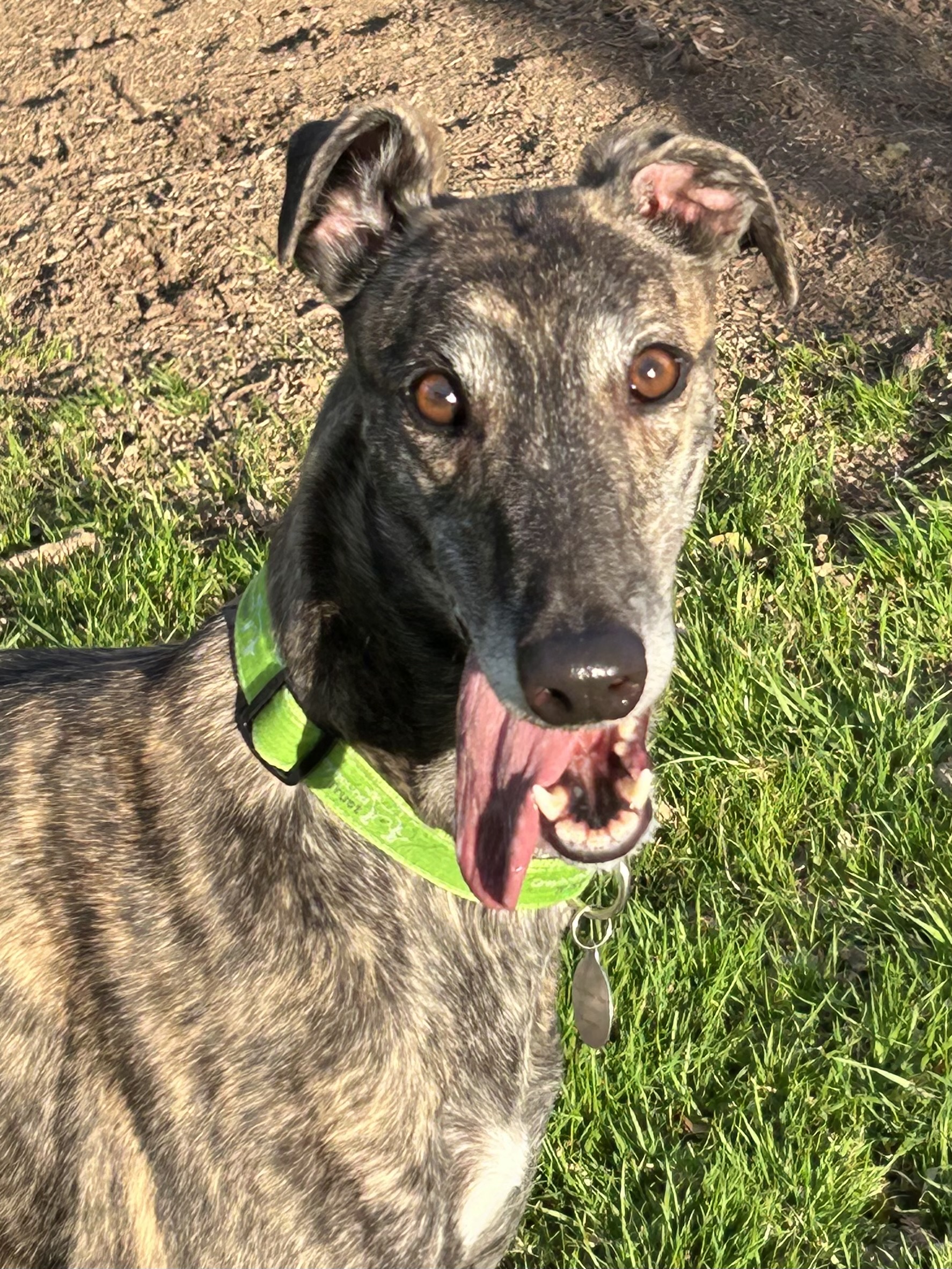 Greyhound Trust Shropshire & Borders Boo Greyhound Trust Shropshire & Borders Boo