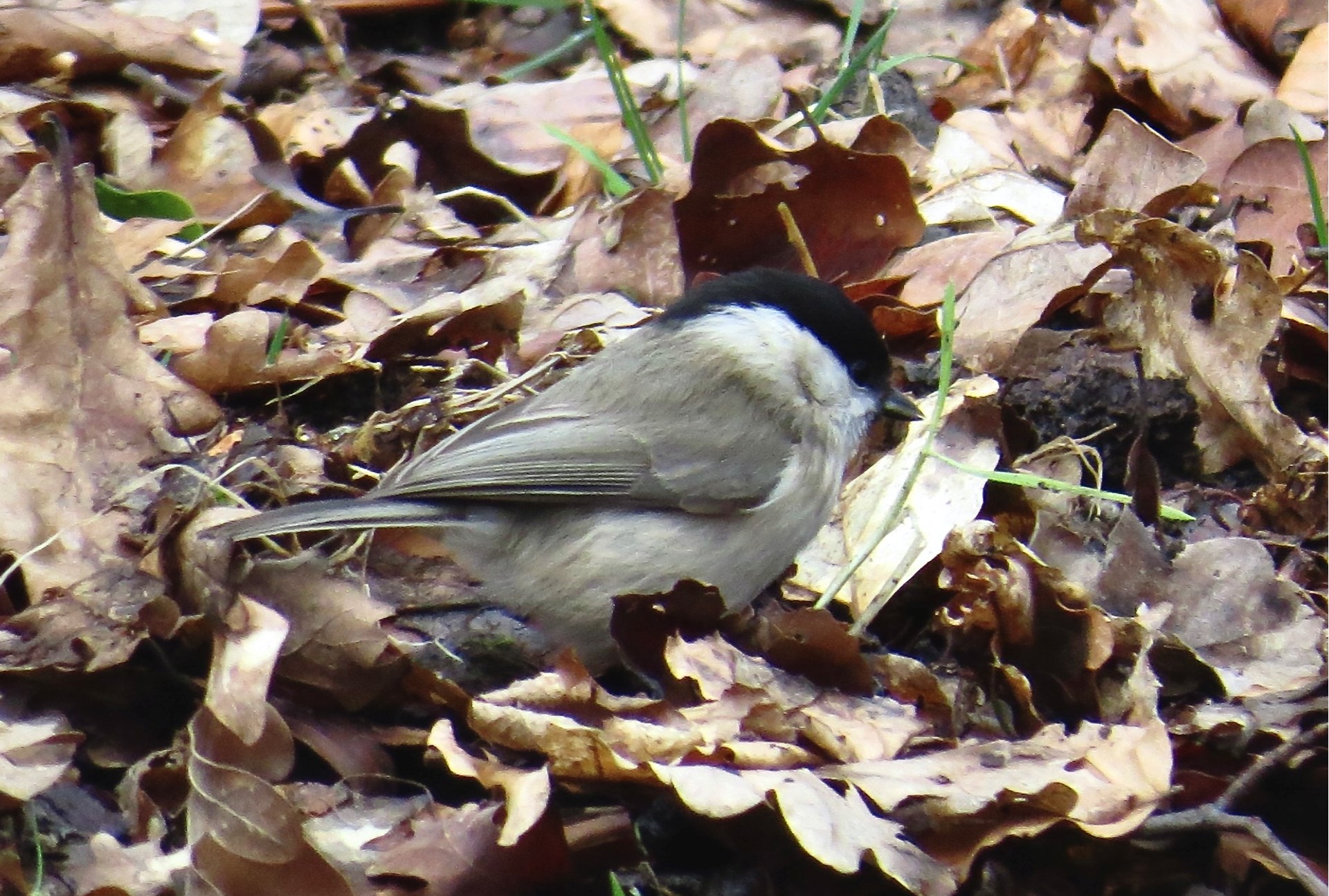 Marsh Tit