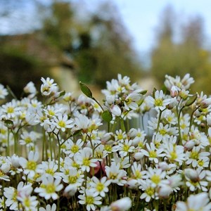 Common Whitlowgrass - Claire Whatley