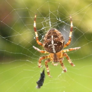Garden Spider