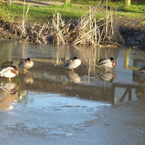Ducks among the ice on Oakley pond - winter 2018
