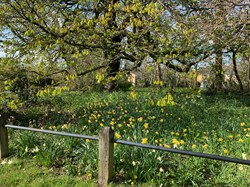 Poplar Corner daffodils