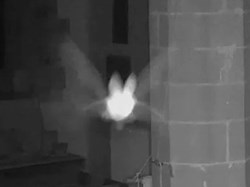 Long eared bat caught on camera at church
