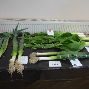 Denmead Horticultural Society 2019